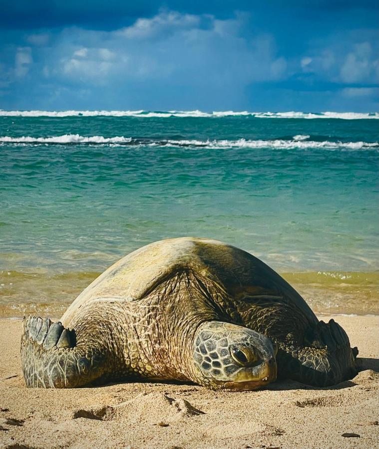 Explore Maui'S Diverse Campgrounds And Uncover The Island'S Beauty From Fresh Perspectives Every Day As You Journey With Aloha Glamp'S Great Jeep Equipped With A Rooftop Tent Пайа Екстериор снимка
